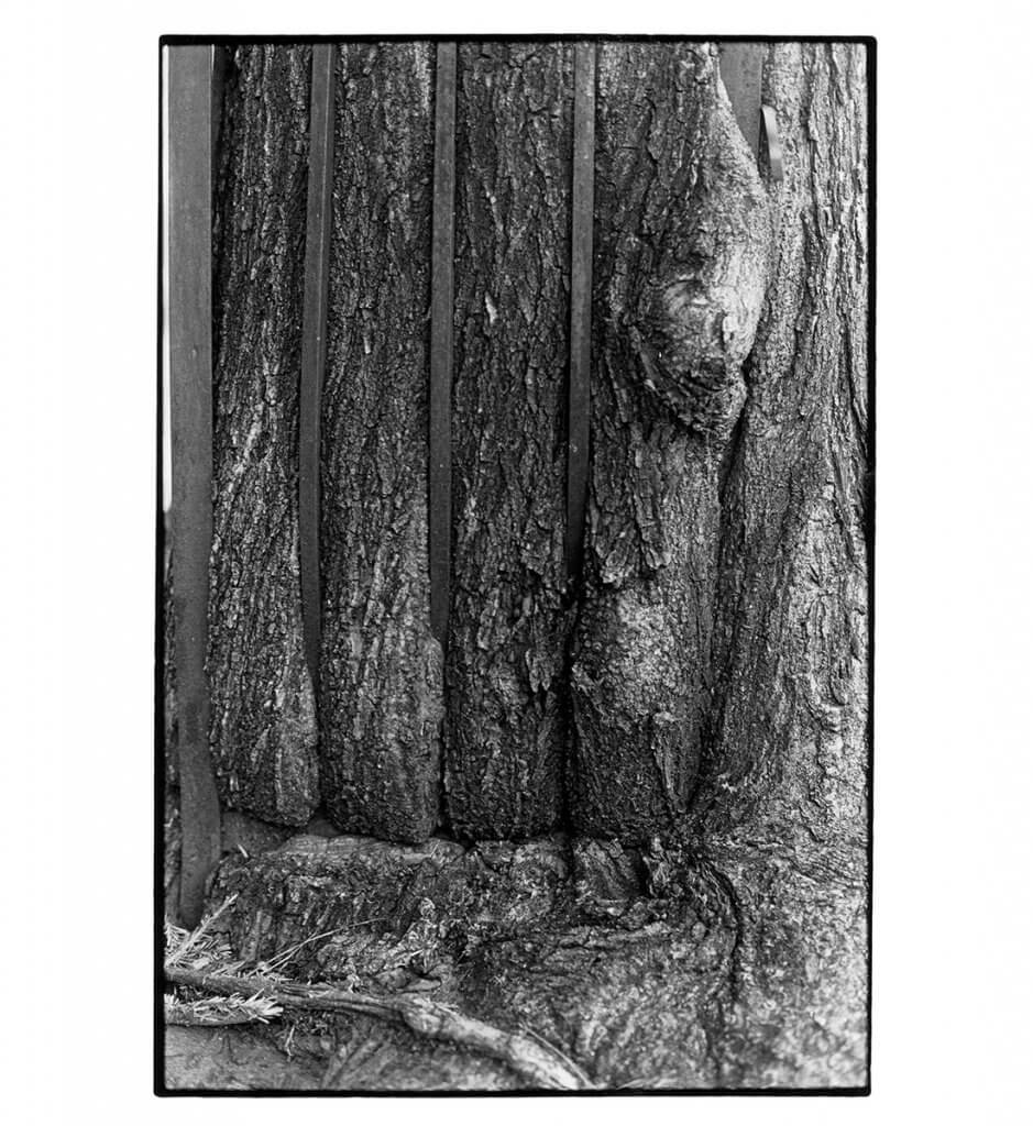 Tree + Fence, E. 6th St. (close-up)