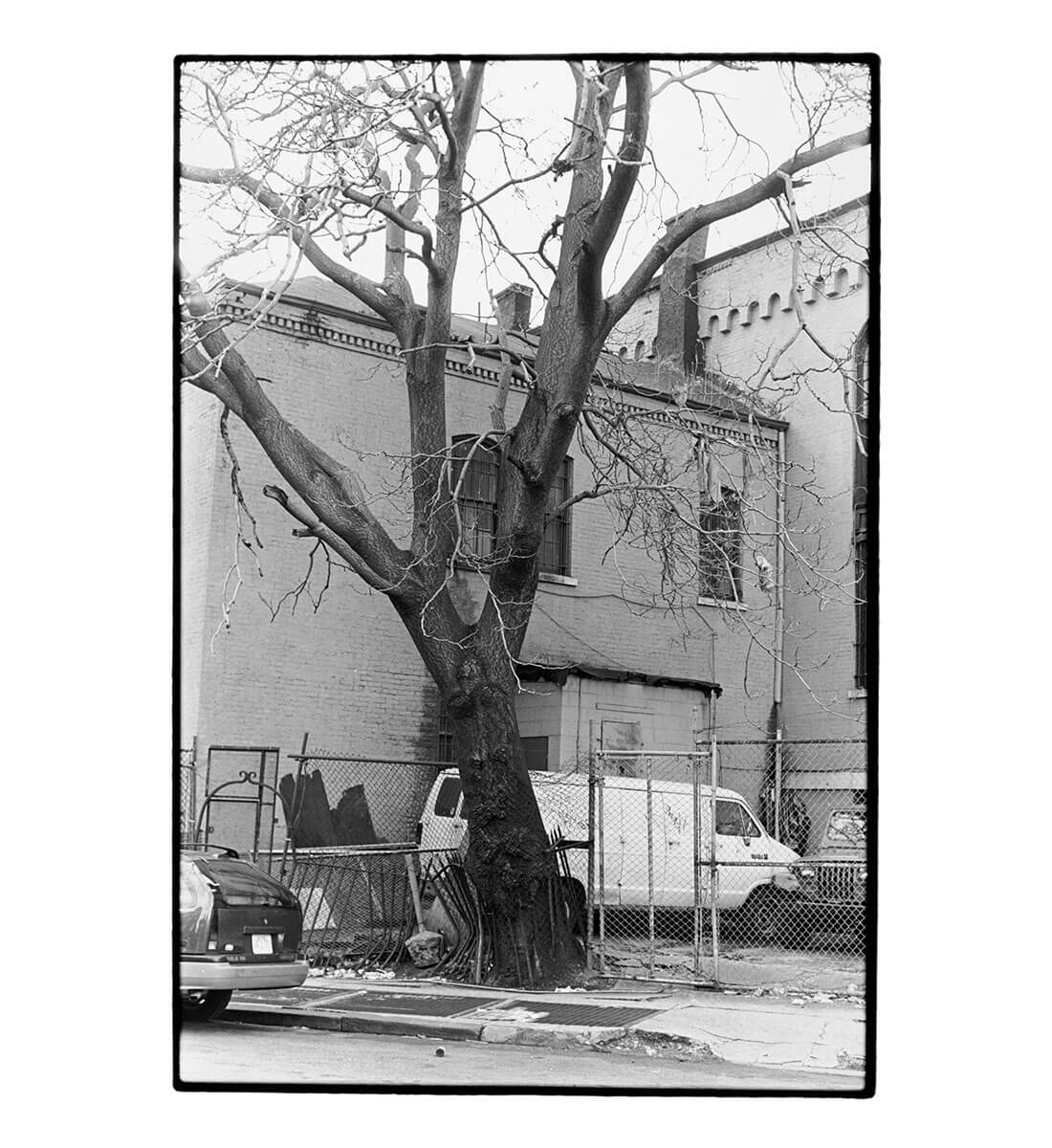 Tree + Fence, S. 3rd St.