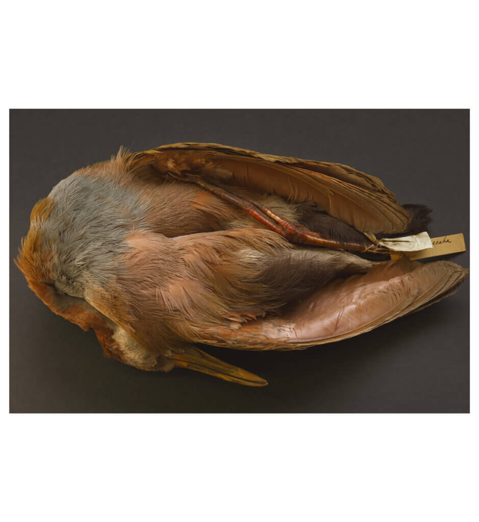 Charles Darwin’s bird specimen, collected during the voyage of the Beagle