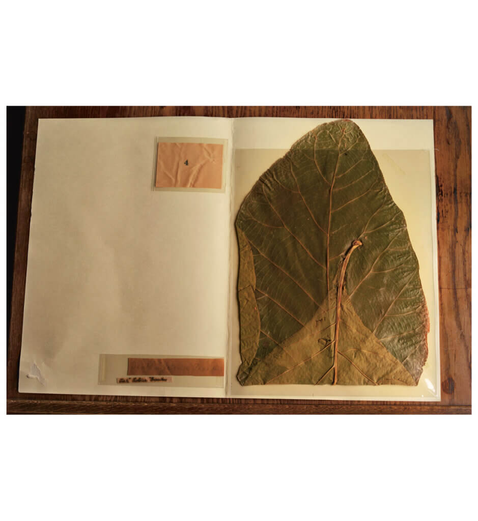 John Muir’s botanical specimen