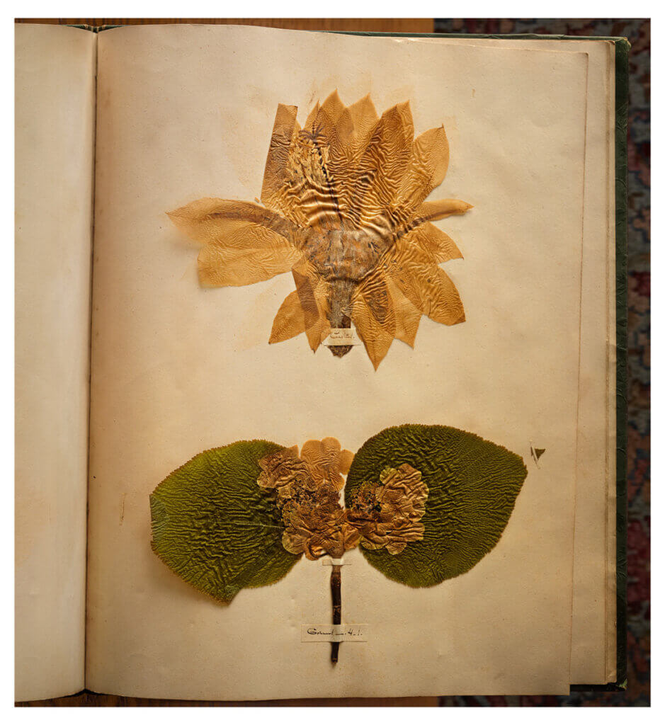 Emily Dickinson’s herbarium