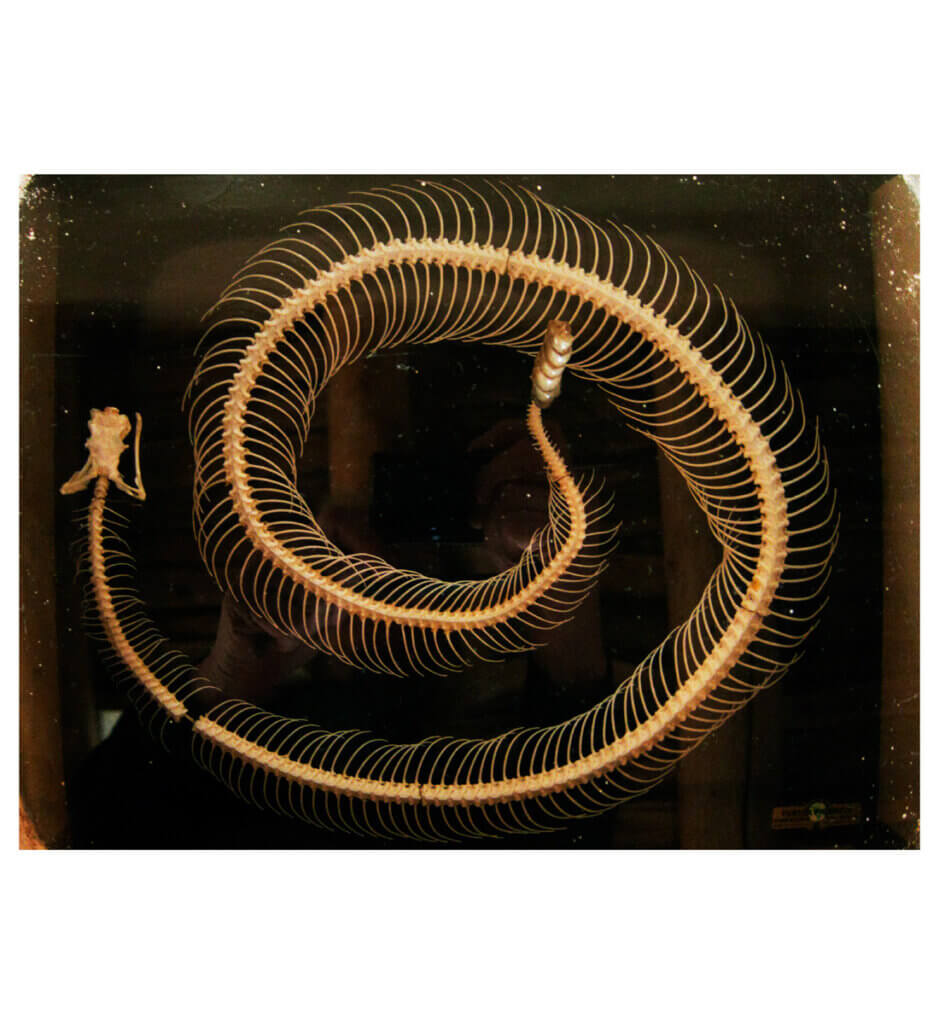 Rattlesnake skeleton in Georgia O’Keeffe’s living room<br>Abiquiu