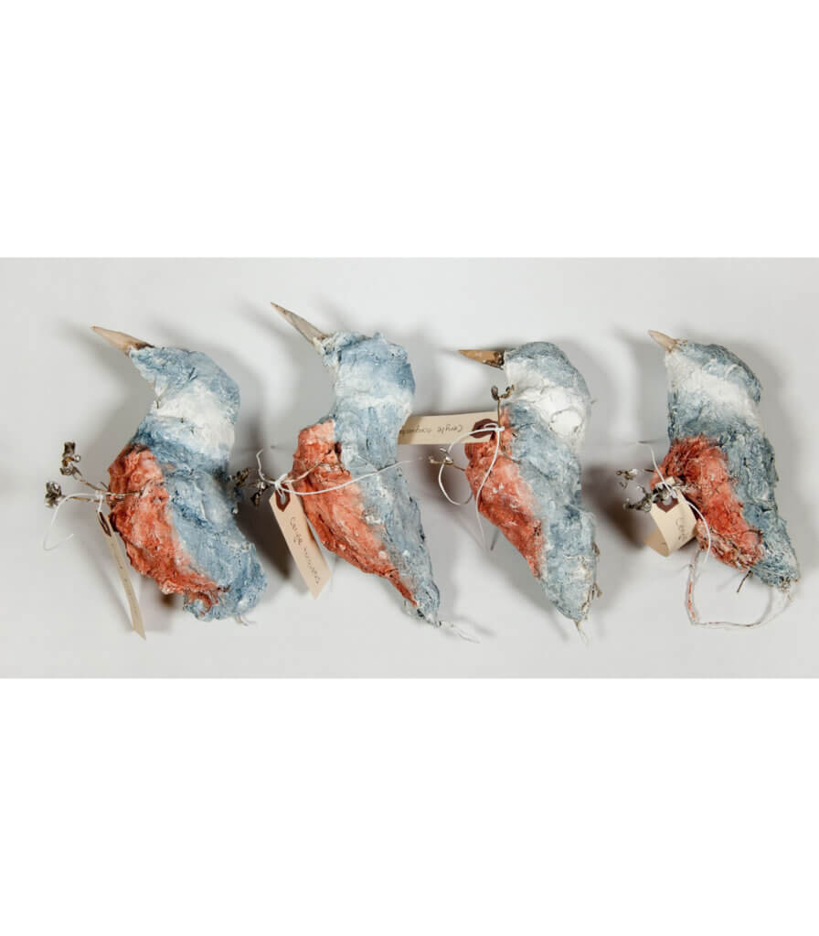 Specimens<br>(Ringed Kingfisher)