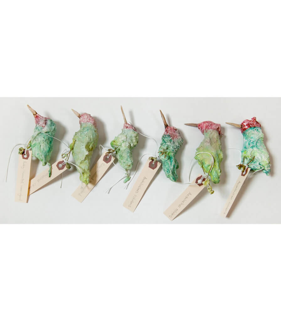 Specimens<br>(Ruby Throated Hummingbirds)