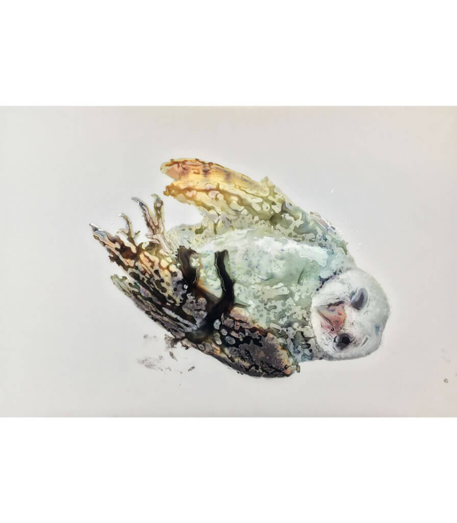 Owl