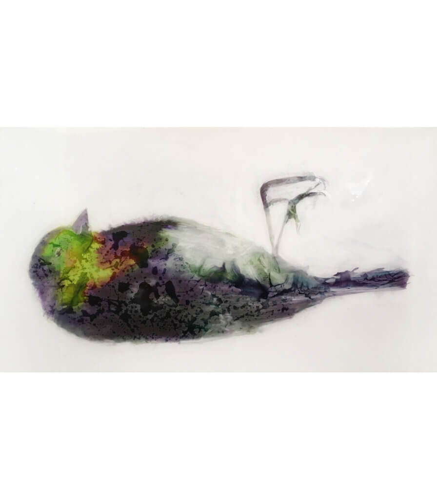 Robin