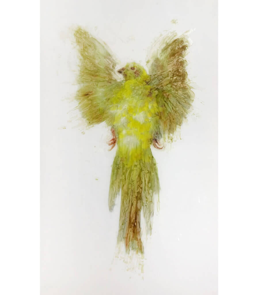 Red-Rump Parakeet