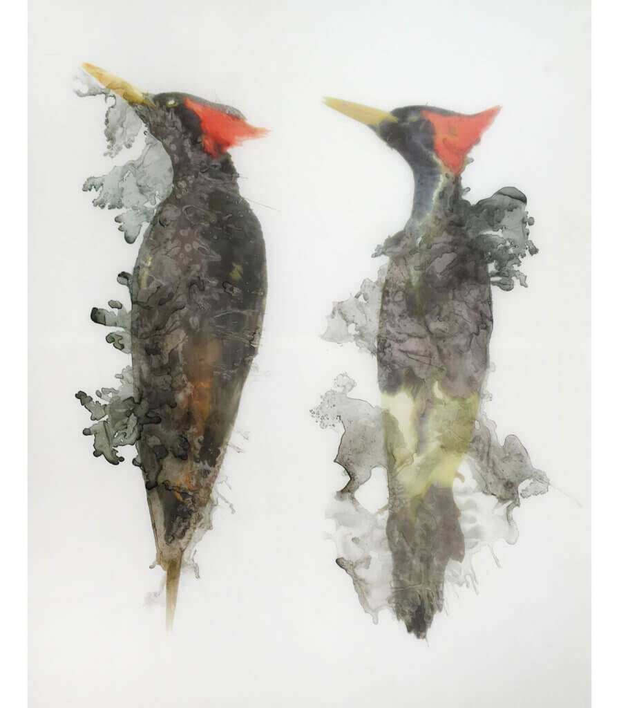 Woodpecker