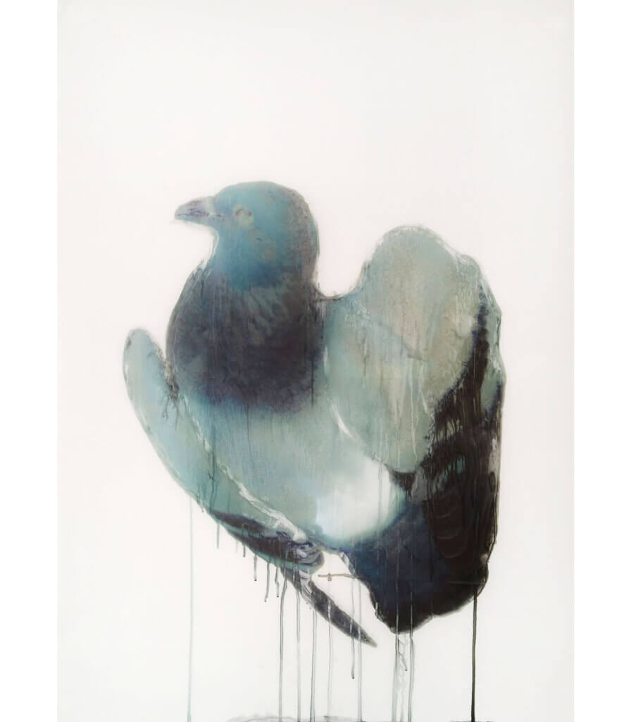 Pigeon