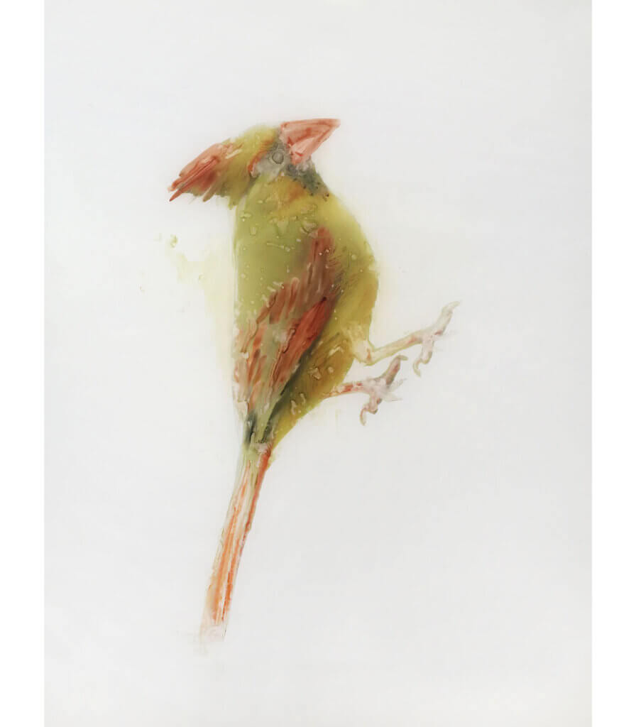 Cardinal