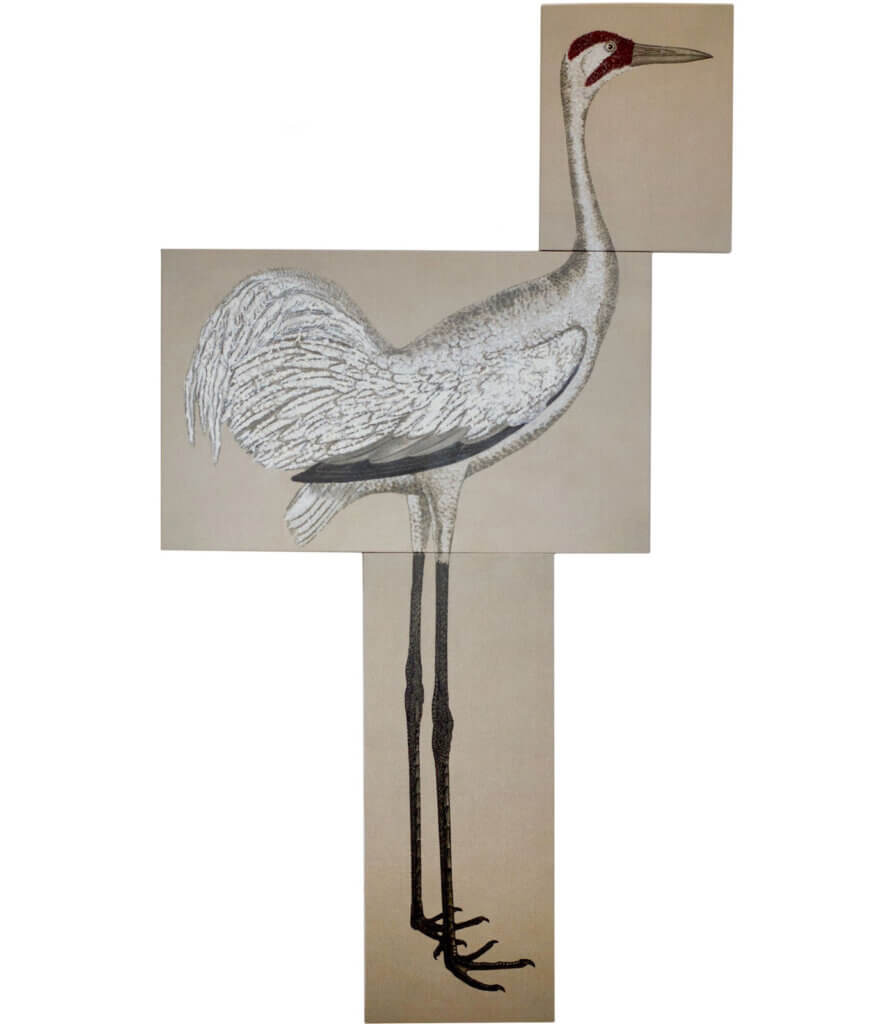 After Wilson<br>(Whooping Crane)