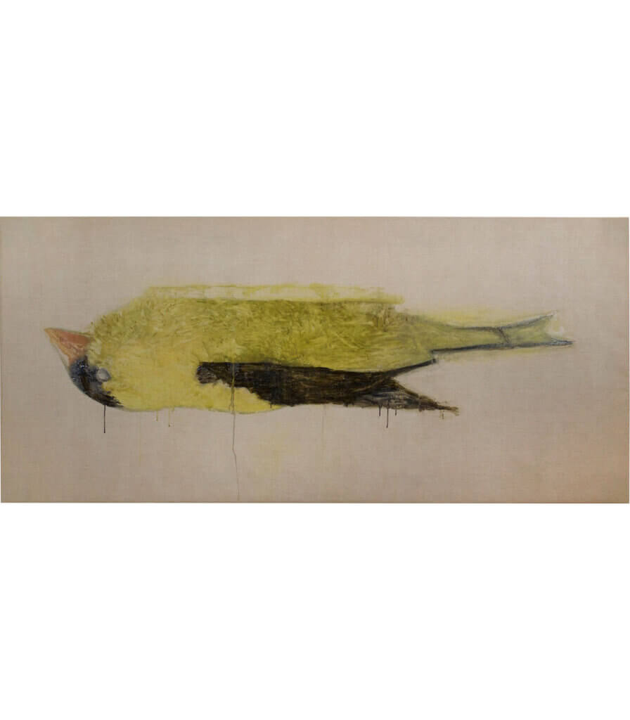 Yellow Finch