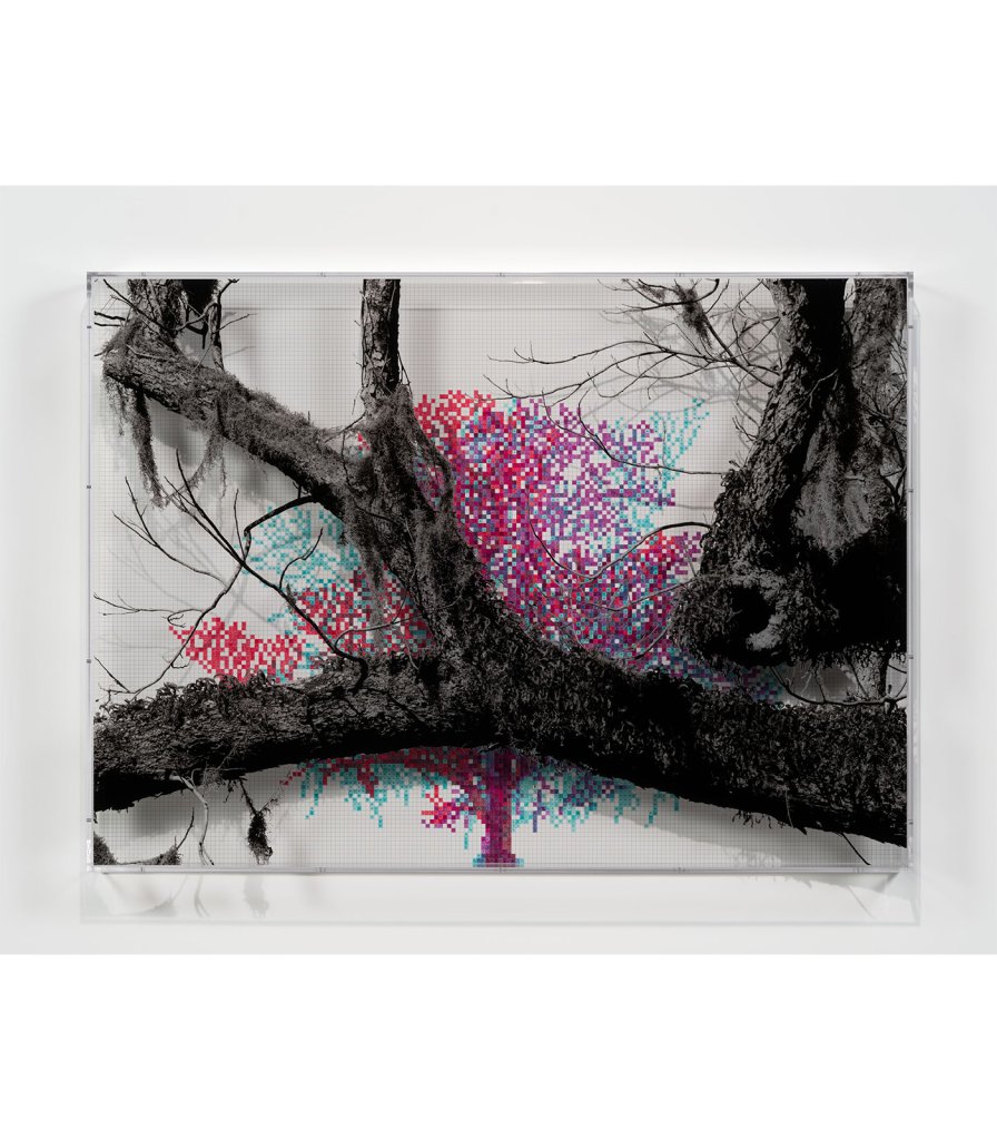 Numbers and Trees: Charleston Series 1, Tree #3, Boone Hall Drive