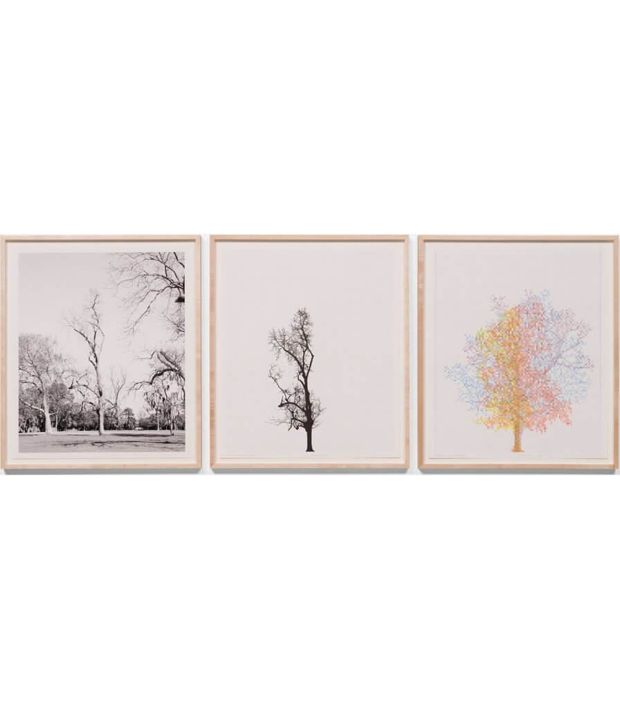 Pecan Trees: Set 4
