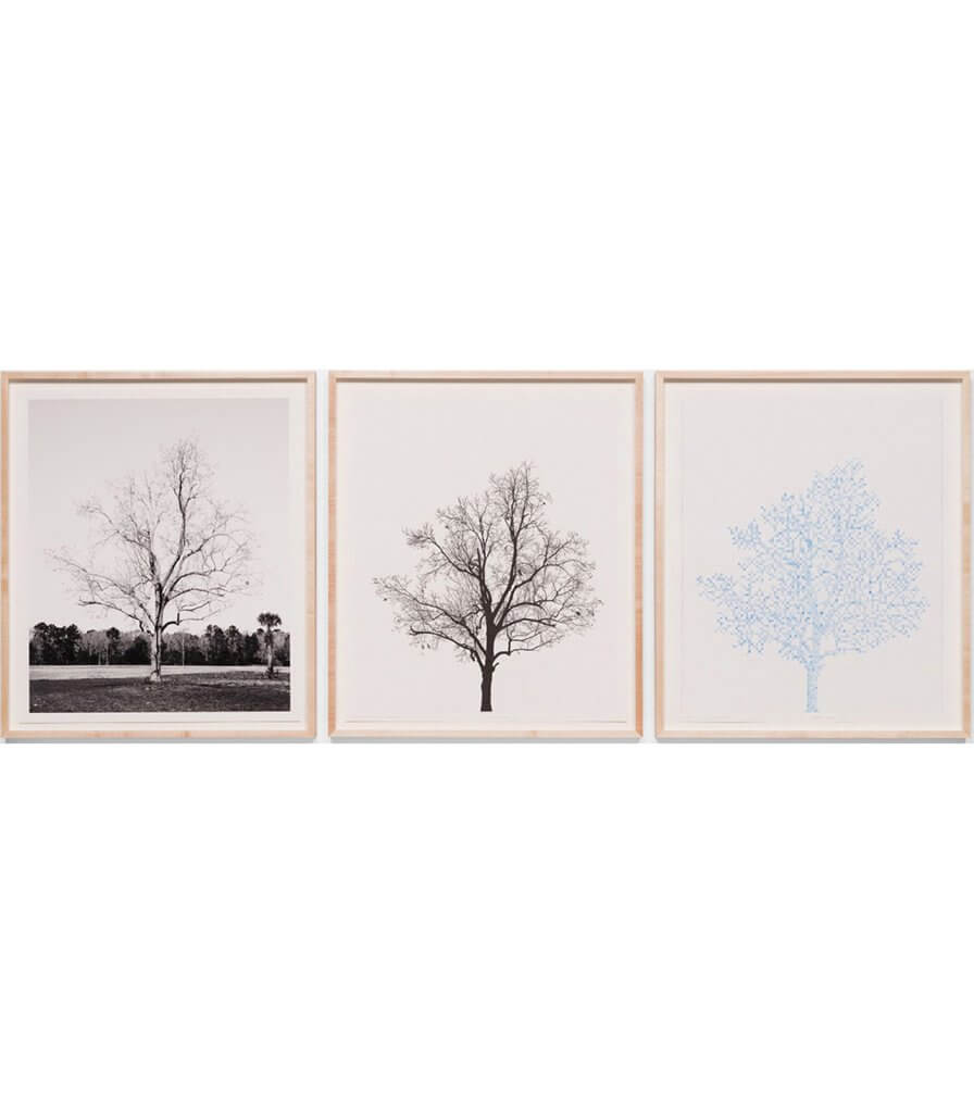 Pecan Trees: Set 1