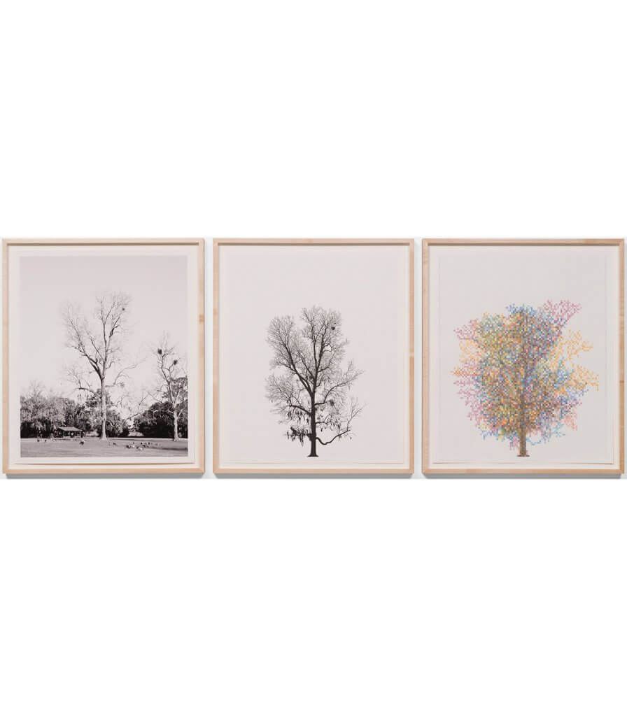 Pecan Trees: Set 8