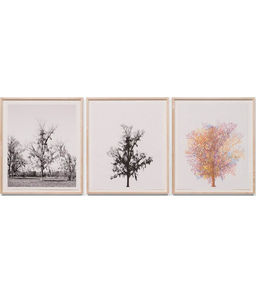 Pecan Trees: Set 7