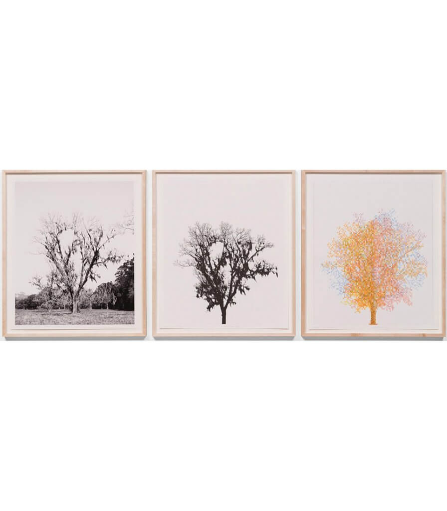 Pecan Trees: Set 5