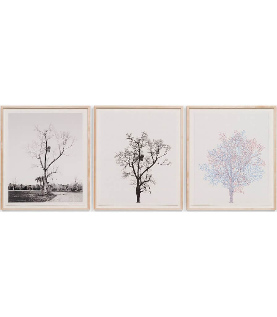 Pecan Trees: Set 2