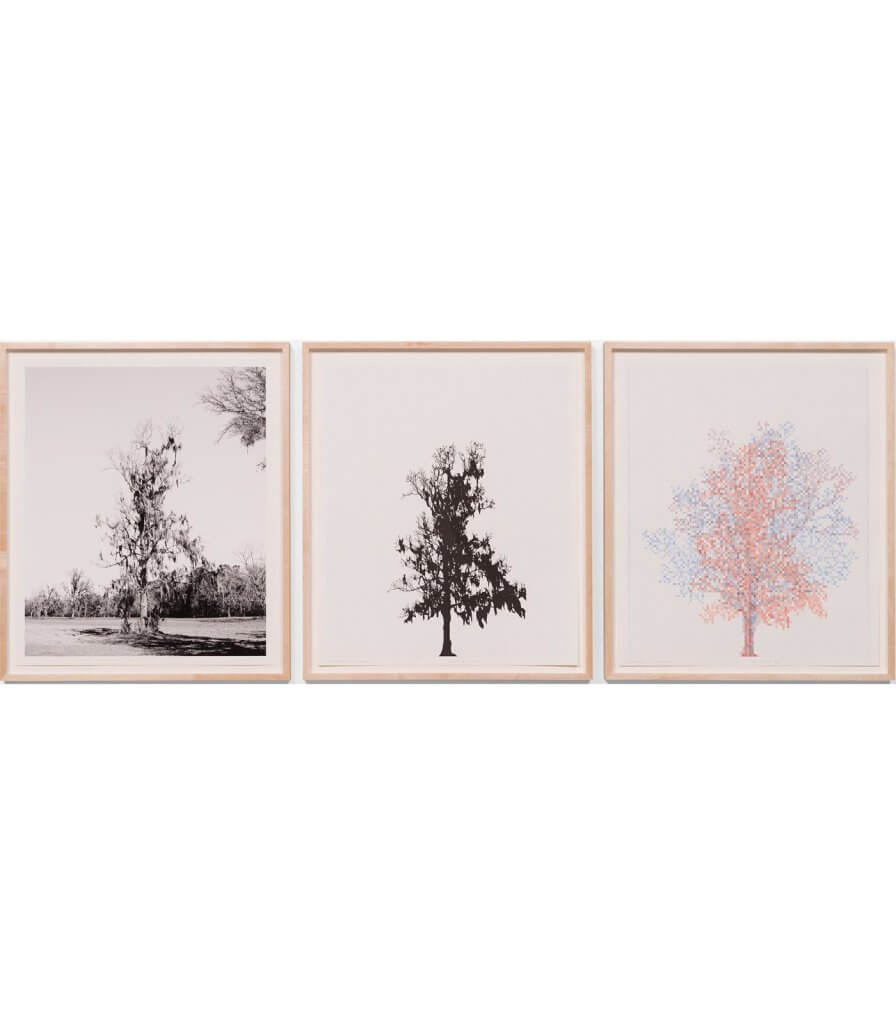 Pecan Trees: Set 3