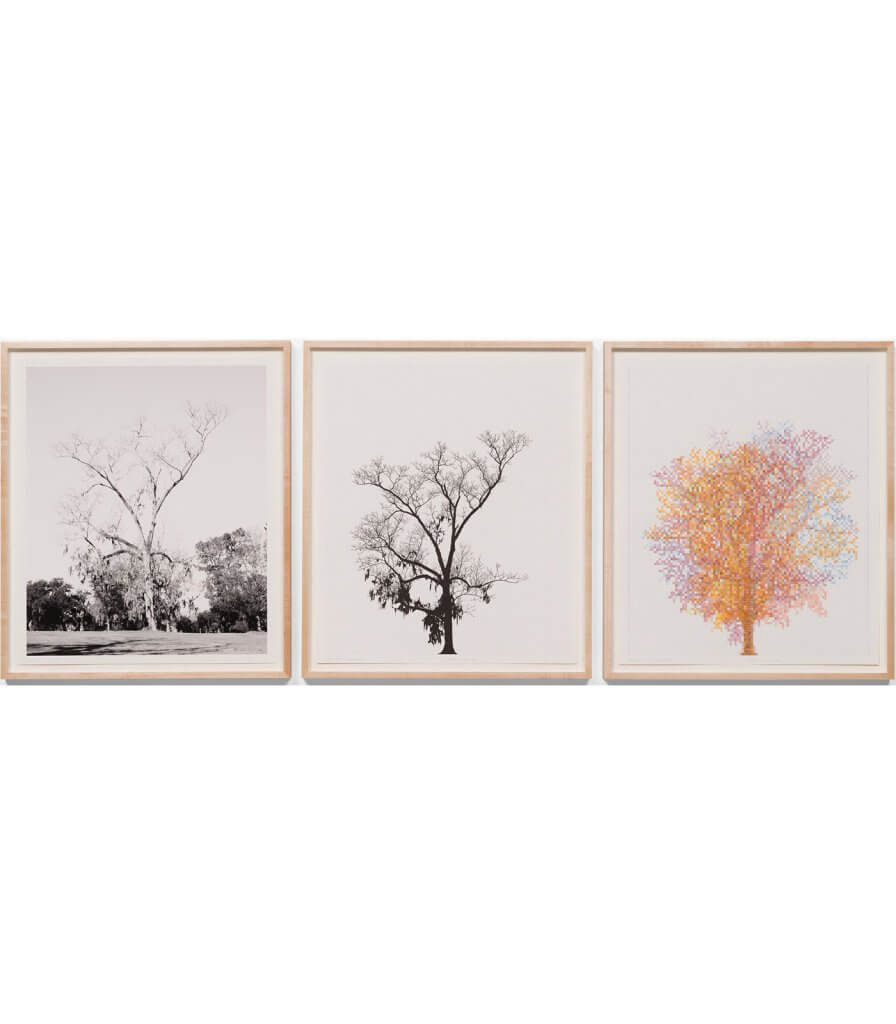 Pecan Trees: Set 6