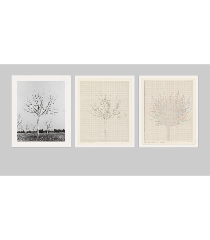 Walnut Tree Orchard: Set M